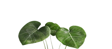 Decorative Green Leaves