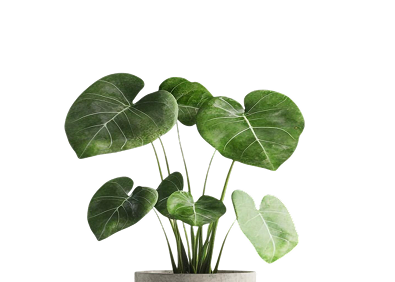 Potted plant on wooden stool decor